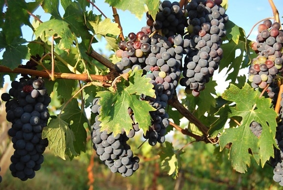 frugt, vingård, grape, grapevine, landbrug, mad