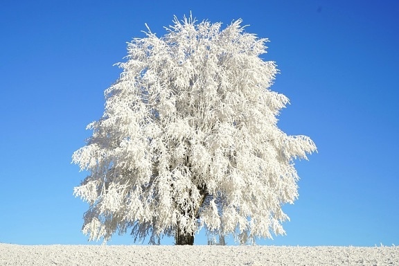 雪、霜、冬、青い空、冷たい、風景、自然