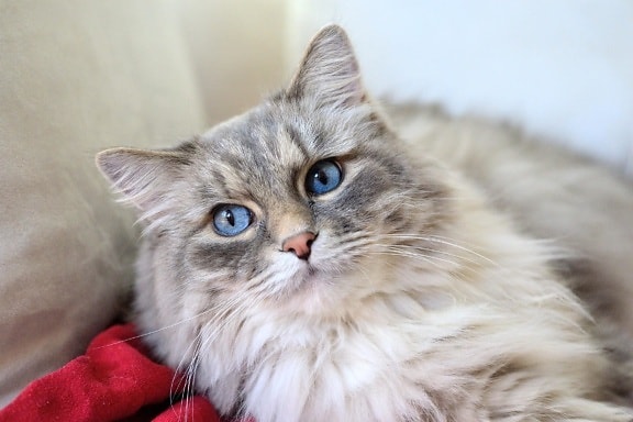 eläinten söpö lemmikkieläinten, feline, kissanpentu, kissa, kotikissa, Turkista, kitty
