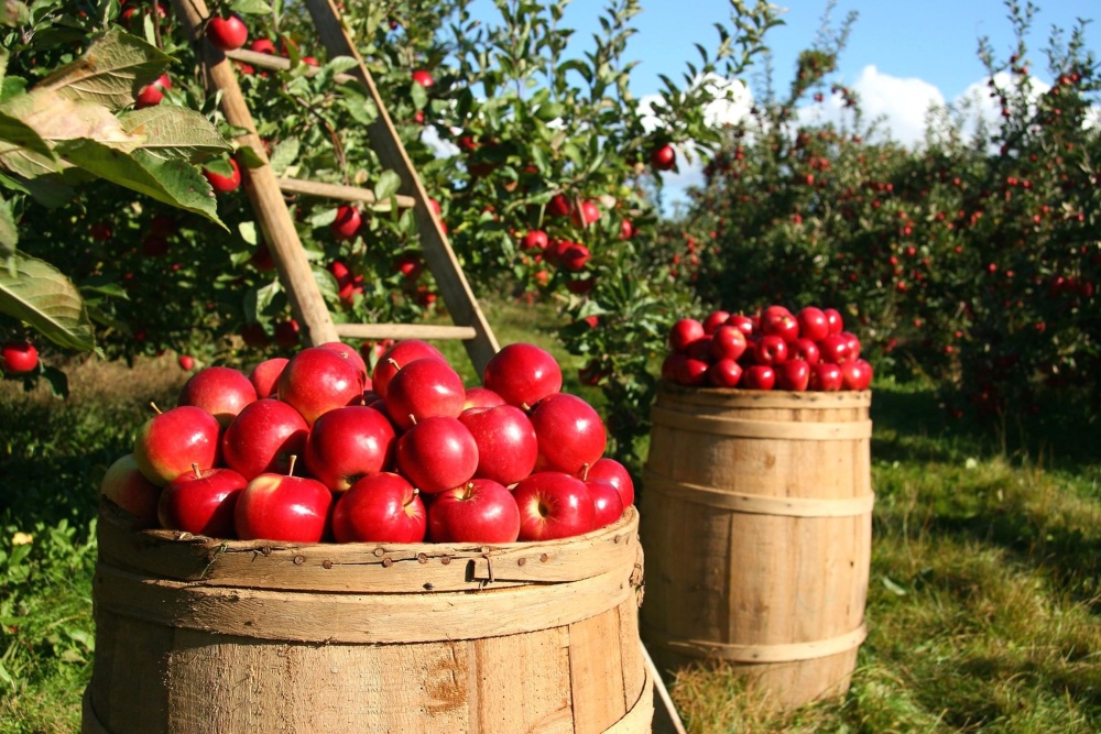 Orchard, apple, mat, frukt, stilleben, jordbruk