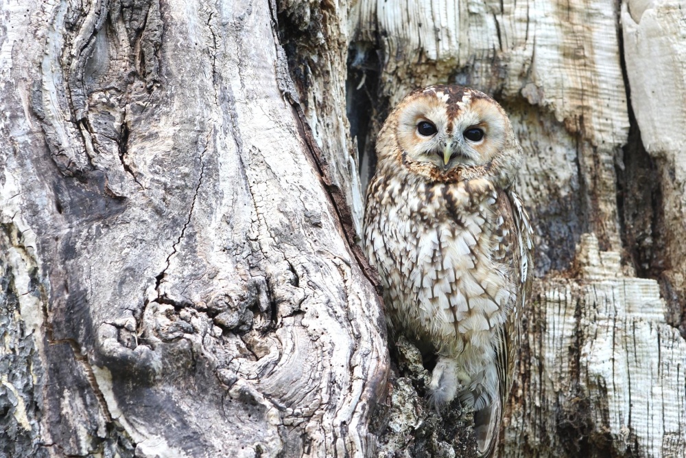 Owl, cây, chim, tự nhiên, gỗ