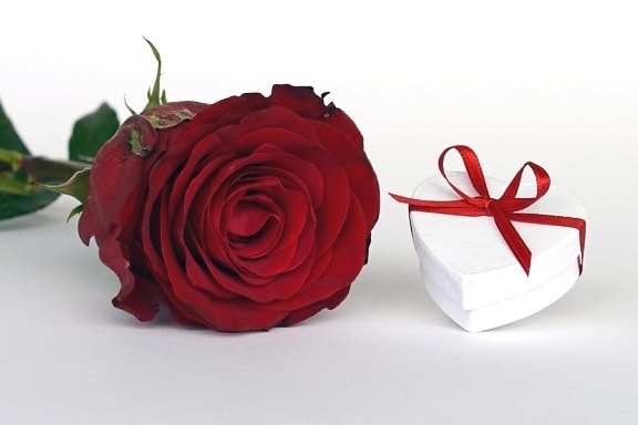 Rosa, flor, regalo, romance, decoración, celebración, romance