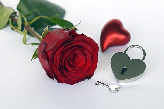 Romance, amour, rose, romantique, fleur