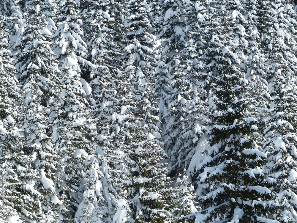 sneeuw, winter, conifer, pijnboom, kou, bos