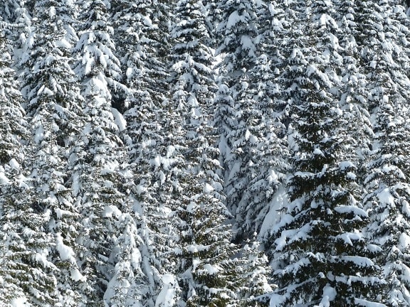 salju musim dingin, konifer, pohon pinus, dingin, hutan