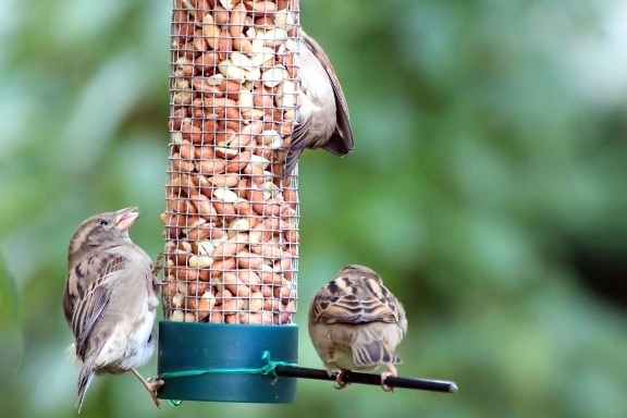 sparrow, bird, wildlife, nature, animal, food