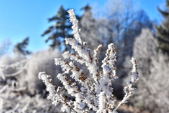 Frost, winter, schnee, baum, kalt, zweig, niederlassung, gefroren, natur
