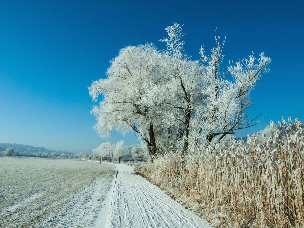 snö, vinter, landskap, frost, träd, sky