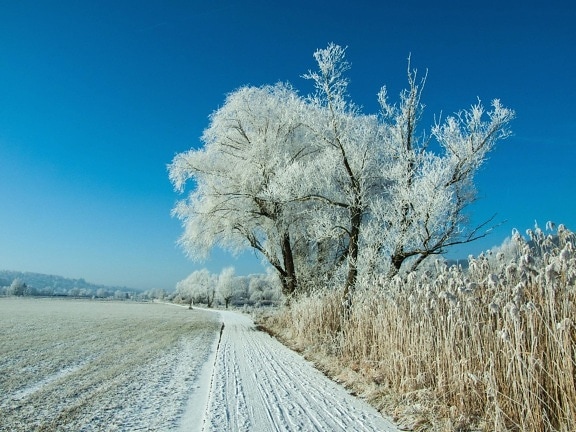 Neige, hiver, paysage, gelée, arbre, ciel