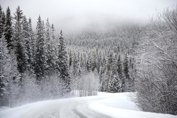 tuyết, mùa đông, gỗ, lạnh, sương giá, cây, cảnh quan, đông lạnh, nước đá