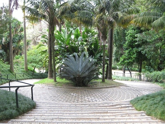 Sân vườn, cây, palm, mùa hè, thực vật, palm