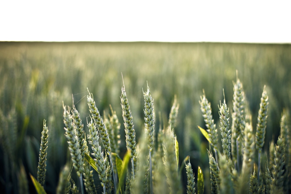 小麦, 谷物, 农村, 田野, 黑麦, 农业, 草