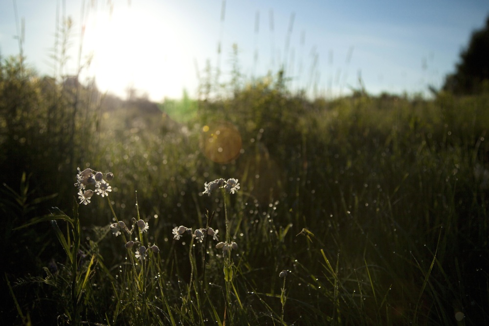 ภูมิทัศน์ ฟิลด์ หญ้า hayfield รุ่งอรุณ ดวงอาทิตย์ ดอกไม้ ธรรมชาติ ทุ่งหญ้า