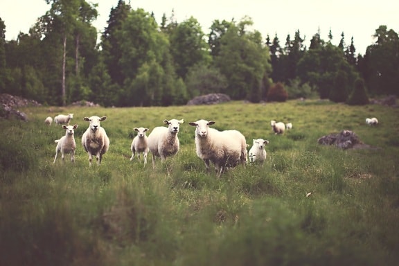ovce, poľnohospodárstvo, farma, tráva, hospodárskych zvierat, hayfield, dobytok, pole