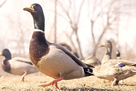 bird, duck, nature, wildlife, poultry, animal, feather