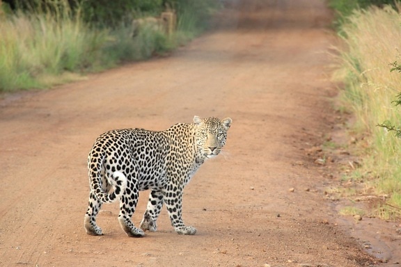 дикої природи кішка, дикий, leopard, хутро, Африка, Гепард