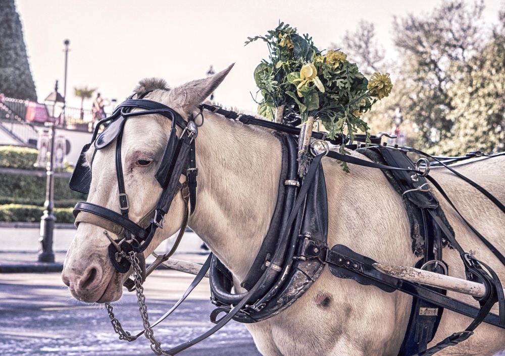 cavalry, carriage, street, urban, horse, tourism, tourist attraction