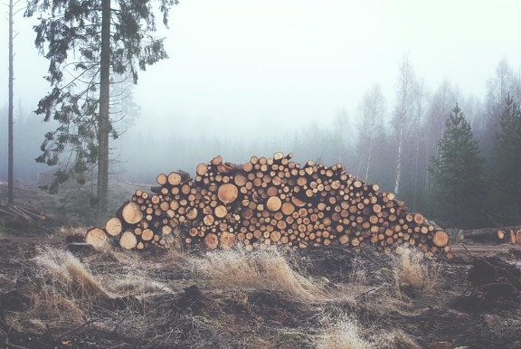 mist, firewood, tree, nature, wood, winter, landscape, pine tree, forest