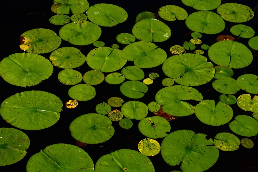 Lotus листя лілії, флора, водні, води, сад, квітка, озеро