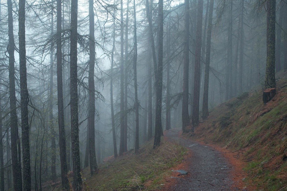 fog, tree, mist, landscape, wood, conifer, winter, road