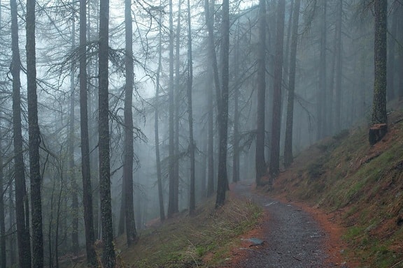 mgła, drzewa, mgła, krajobraz, drewno, conifer, zima, drogi