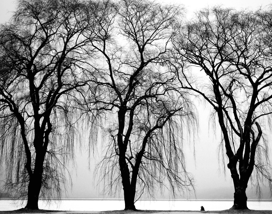 дерево монохромний краєвид, відділення, зима, туман, парк, природи, сніг