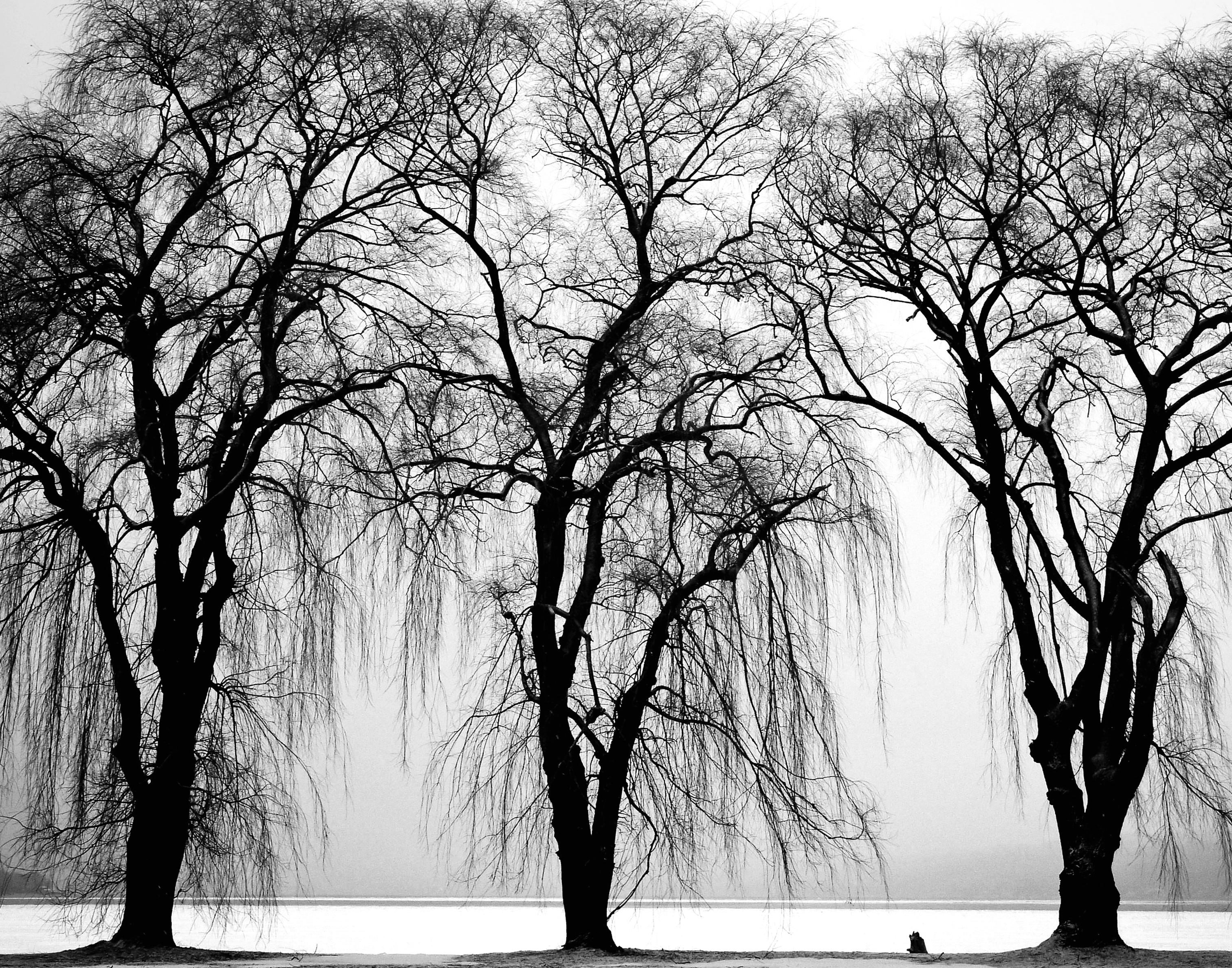 フリー写真画像 ツリー 白黒 風景 ブランチ 冬 霧 公園 自然 雪