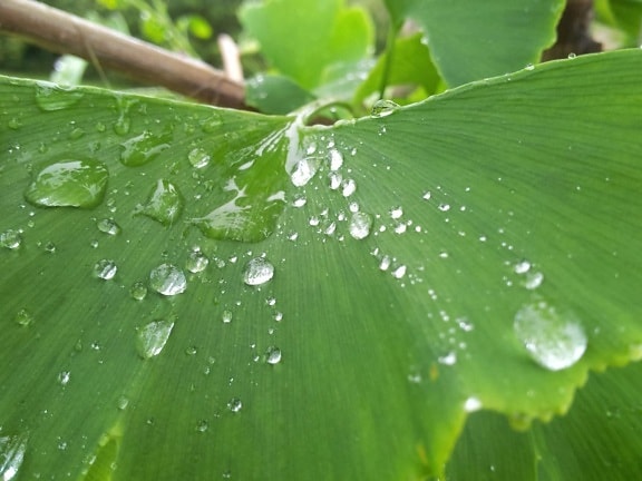 leaf, flora, dew, rain, garden, environment, droplet, wet, moisture