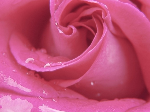 Rosa, flor, rocío, pétalo, macro, pétalo, detalle, fragante