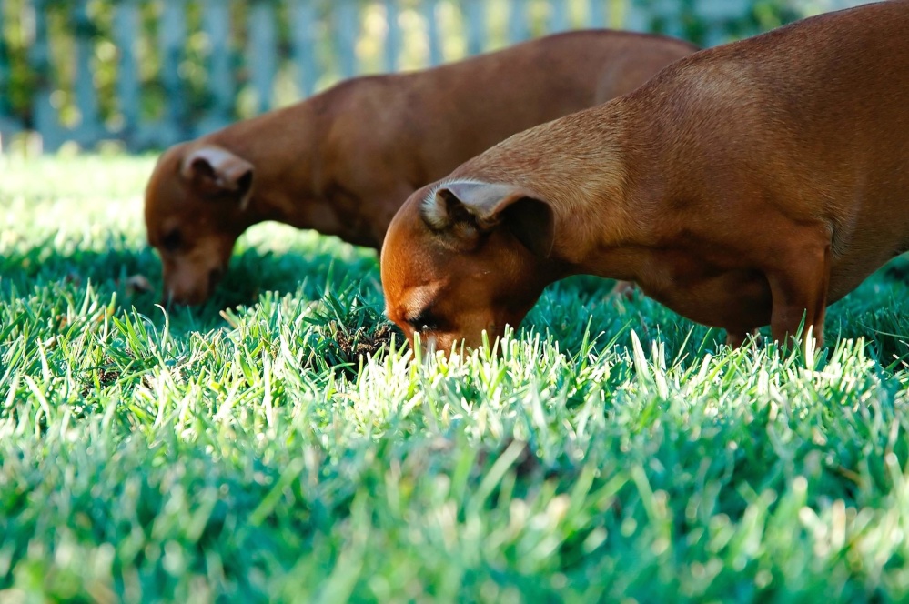 grass, field, dog, animal, lawn, nature, pet, canine