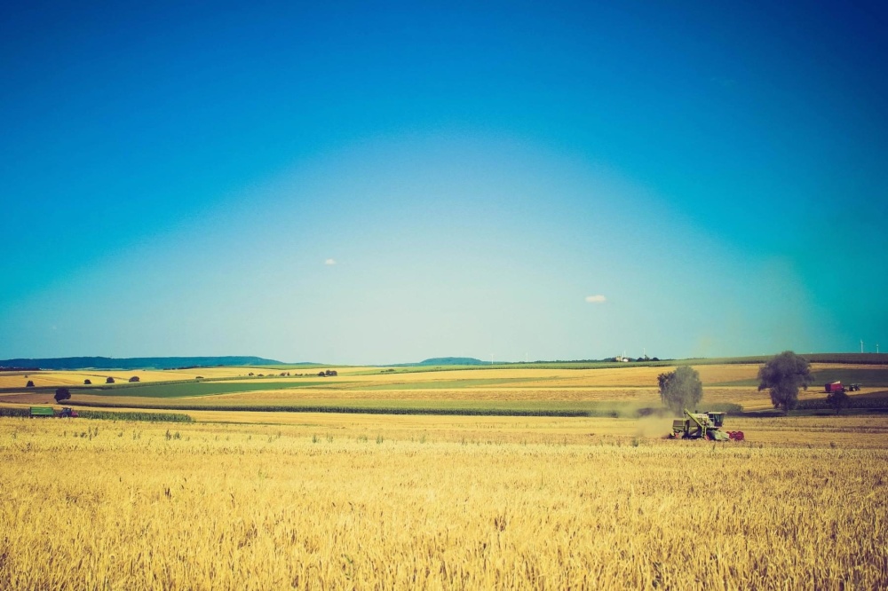 wheat, agriculture, farm, landscape, field, sky, rural, grass, tractor