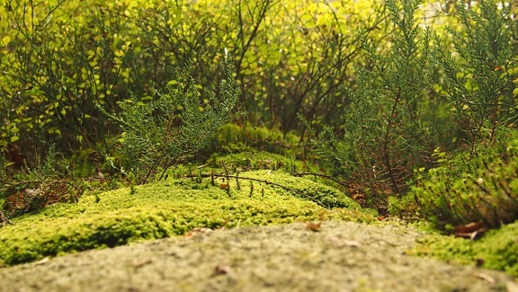landscape, nature, wood, leaf, tree, moss, lichen, grass