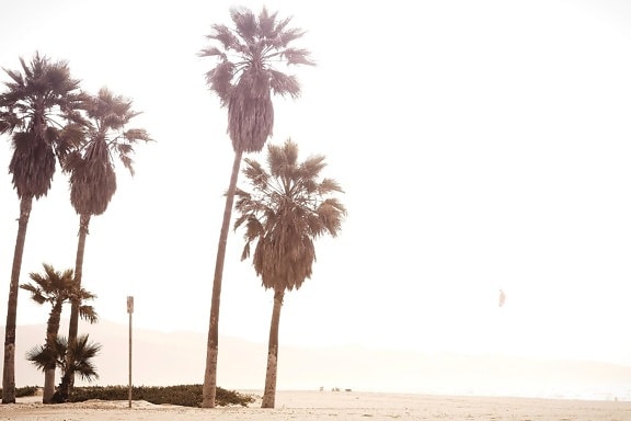 kum, palmiye ağacı, plaj, yaz, ağaç, deniz kıyısı