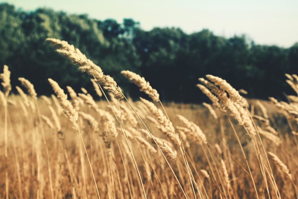 gandum, sereal, jerami, rumput, pedesaan, rye, kering, Lapangan, benih, musim panas