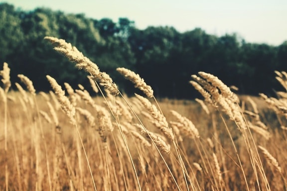 wheat, cereal, straw, grass, rural, rye, dry, field, seed, summer
