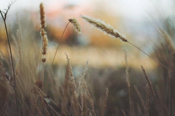 wheat, cereal, field, dry, sumemr, farm, rural, straw, seed, nature