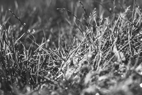 grass, nature, field, plant, monochrome