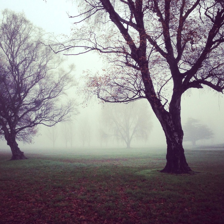 árvore, névoa, neblina, paisagem, amanhecer, madeira, parque, natureza, ramo
