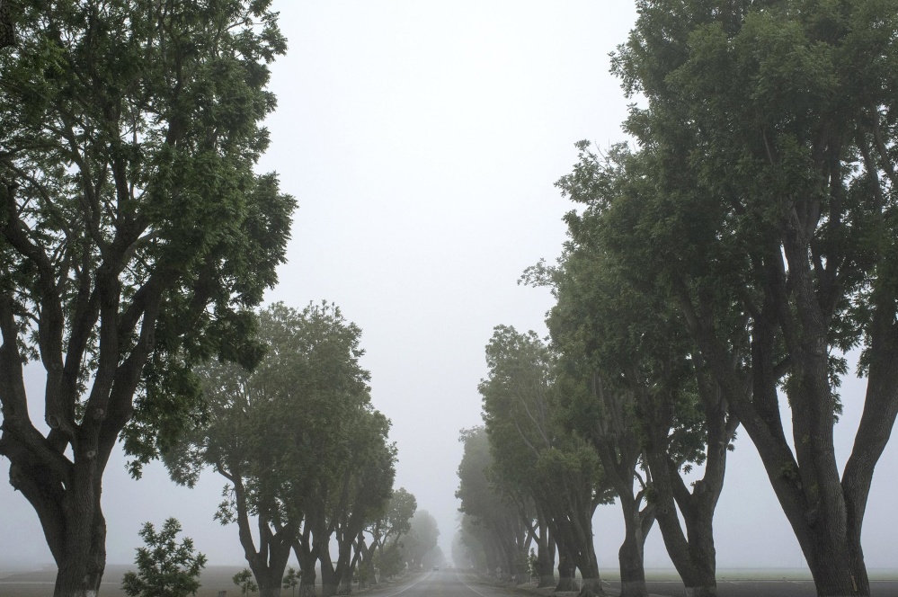 Nebbia, albero, foglia, natura, paesaggio, legno, quercia, nebbia, strada