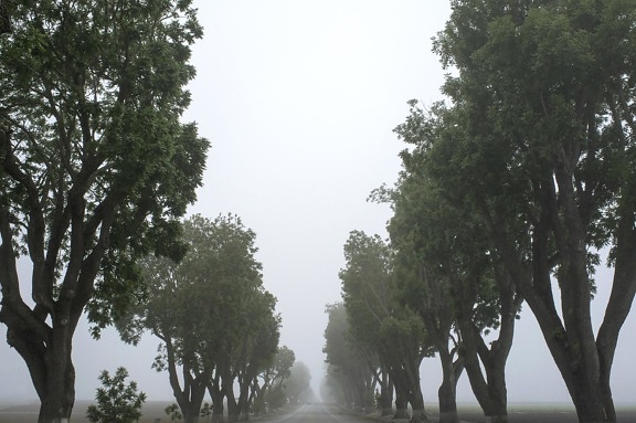 мъгла, дърво, листа, природа, пейзаж, дърво, дъб, мъгла, пътя