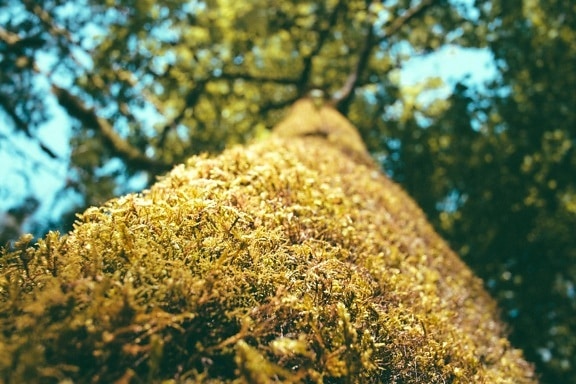 Lichen, nature, arbre, mousse, écorce