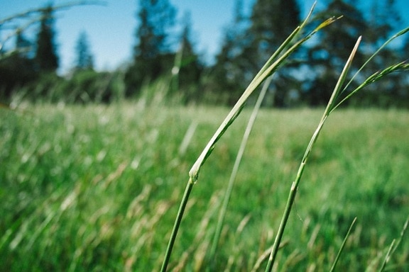 gras veld, flora, hayfield, zomer, natuur, milieu, gazon