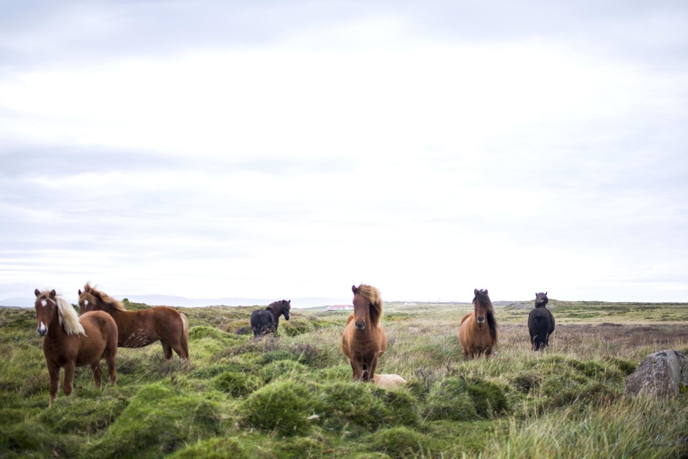 konj, životinja, konjica, trava, stoke, stoke, polje, livadu, ruralni