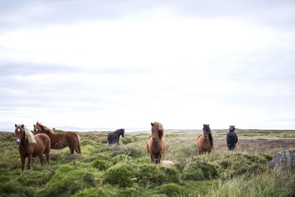 馬、動物、騎兵、草、家畜、牛、フィールド、牧草地、農村