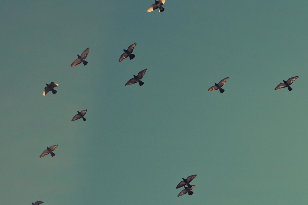 Güvercin, uçak, flock, gökyüzü, kuş