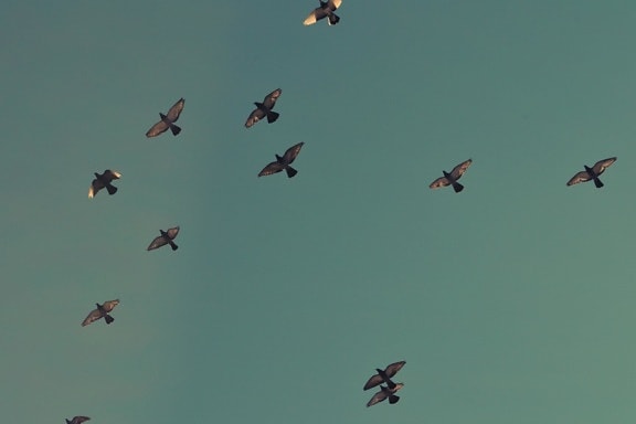 Pigeon, flyvning, flock, sky, fugl