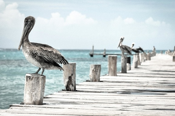 pelican, bird, animal, water, sea, beach, ocean, seashore, sky
