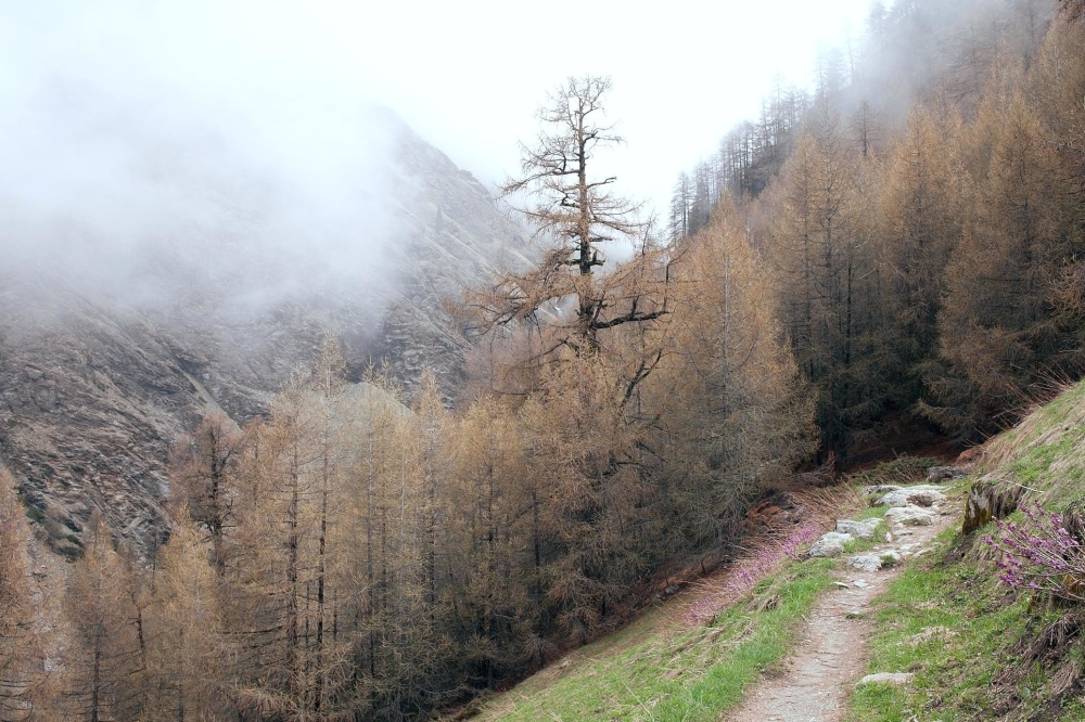Paesaggio, nebbia, legno, natura, albero, nebbia, montagna, foresta, sentiero