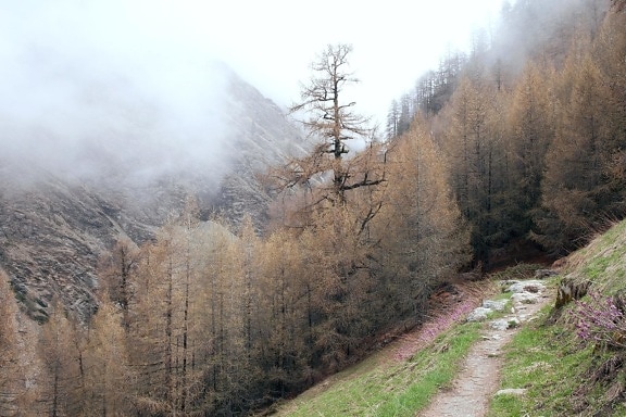 пейзаж, мъгла, дърво, природа, дърво, мъгла, планина, гора, пешеходна пътека