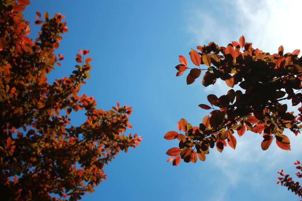 strom, listy, příroda, větev, flóra, podzim, modrá obloha